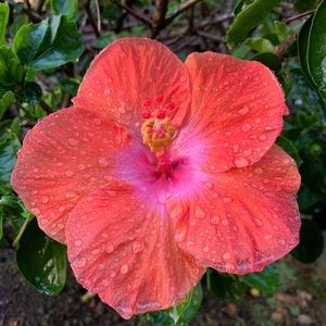 Meet your Posher, Pamela